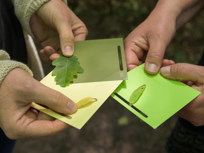 Kursteilnehmer halten in einem Waldstück bei Hofheim Farbkarten und gesammelte Blätter, die der jeweiligen Farbe entsprechen sollen.