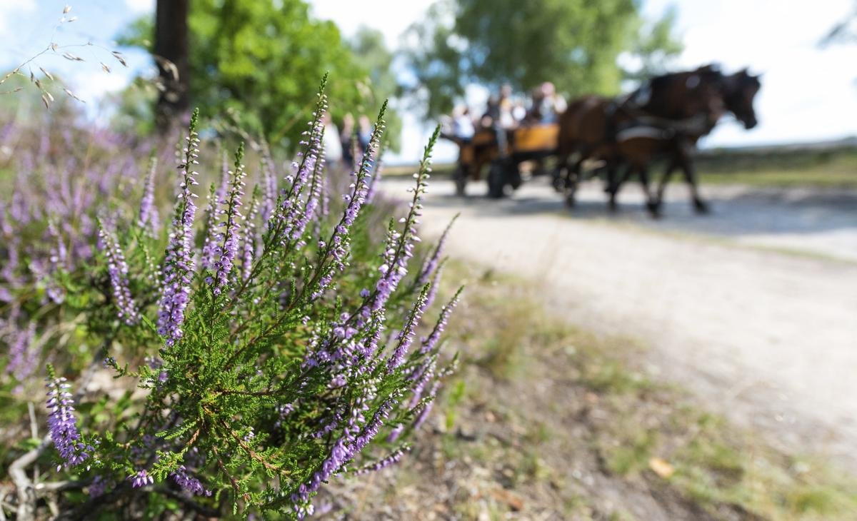 Kutschfahrten in der Lüneburger Heide