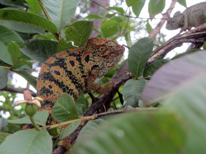 Magisches Madagaskar: Auf der Insel der Lemuren