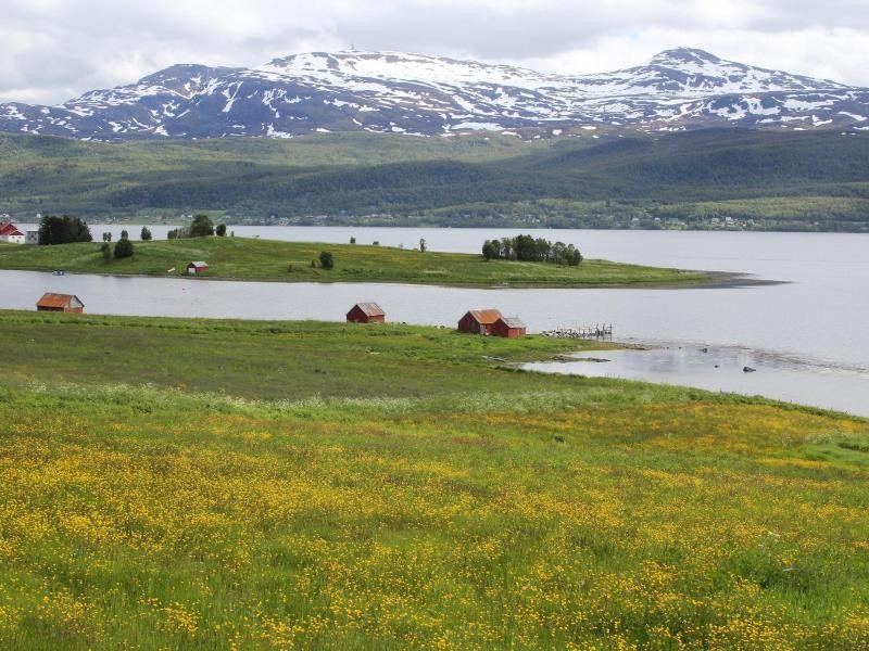 Bei der Meerenge Gisund nahe Finnsnes sieht Senja mit den Blumenwiesen eher lieblich aus.