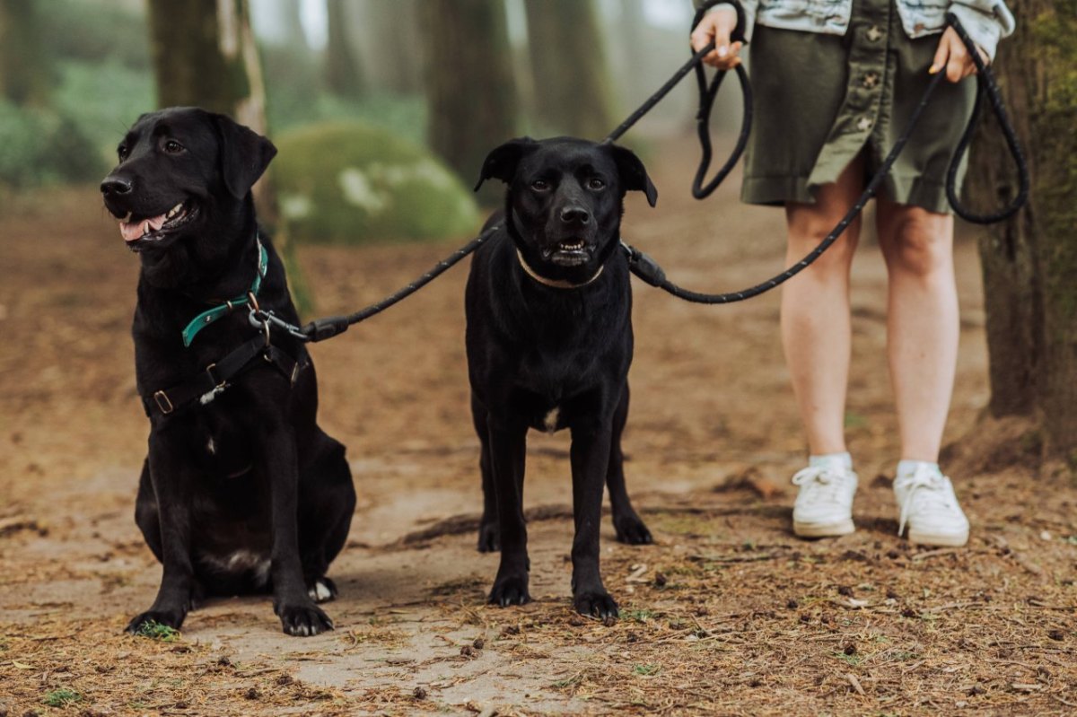 Mülheim Hund