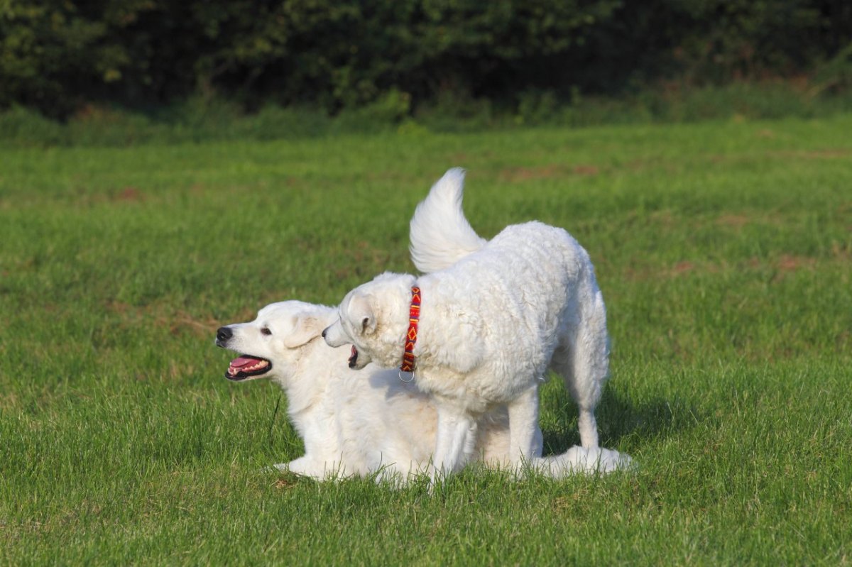 NRW Hunde Kaarst.jpg