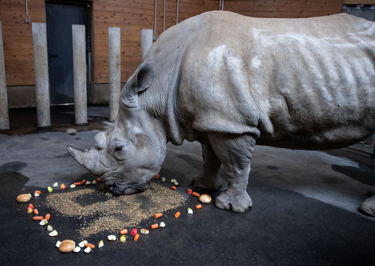 Das Breitmaulnashorn Natala an ihrem 50. Geburtstag.