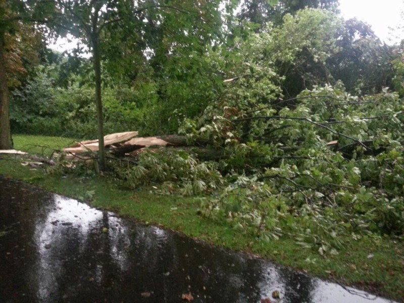 In Werne traf ein Blitz sogar einen Baum. Das Foto schickte uns Nina Sievers.