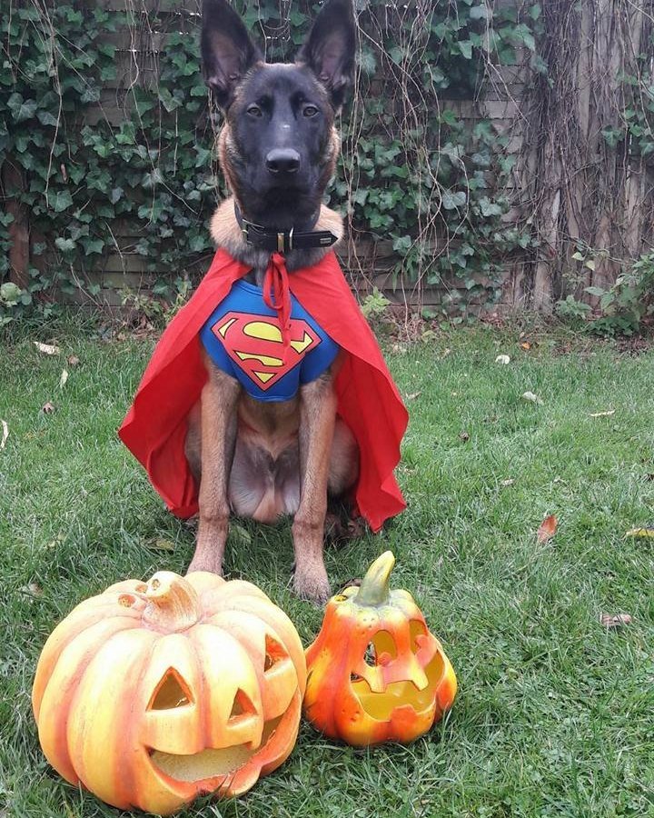 Polizei Hund Kasimir Dortmund Halloween.jpg