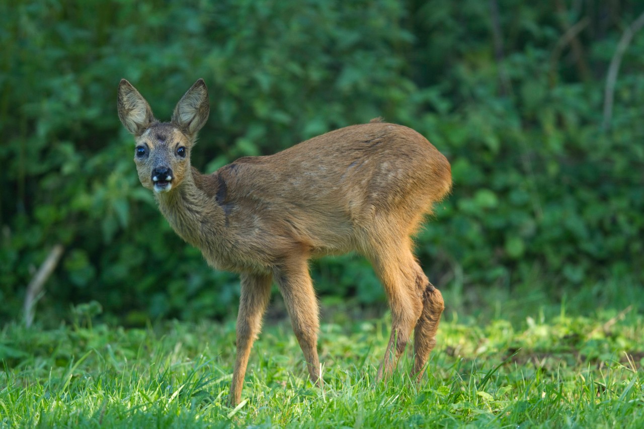 Hund in Dortmund: Ein junges Rehkitz musste sterben, weil es von zwei Vierbeinern verletzt wurde (Symbolfoto).