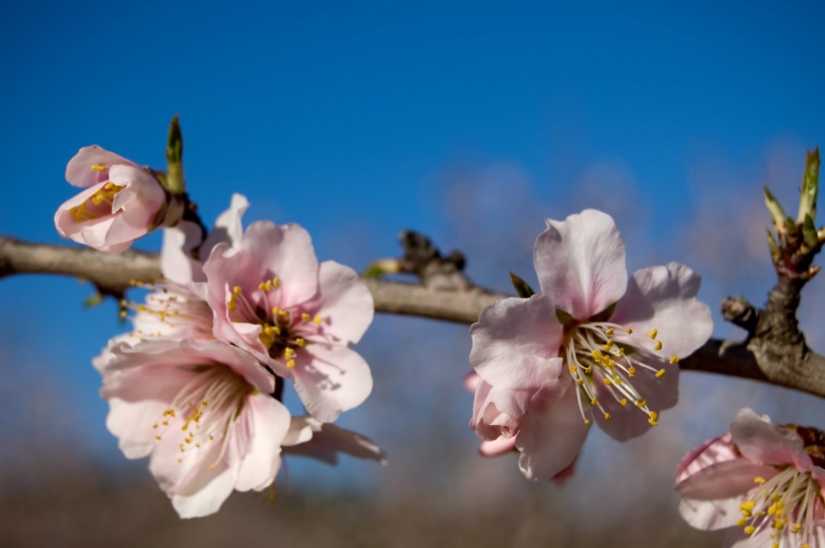 Reise Tourismus Mandelblüte Deutsche Weinstraße.jpg