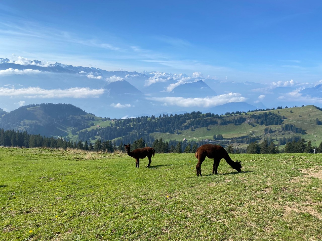 Die Alp Chäserenholz ist ab Rigi Kulm in ungefähr 20 Gehminuten durch die wunderbare Landschaft erreichbar. 