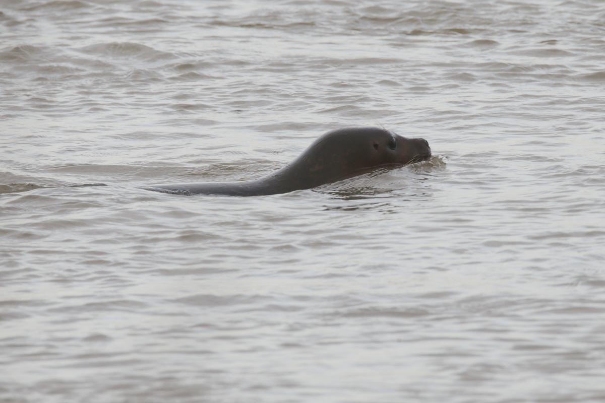 Ungewöhnlicher Besucher: Ein Robbe schwimmt im Rhein bei Krefeld.