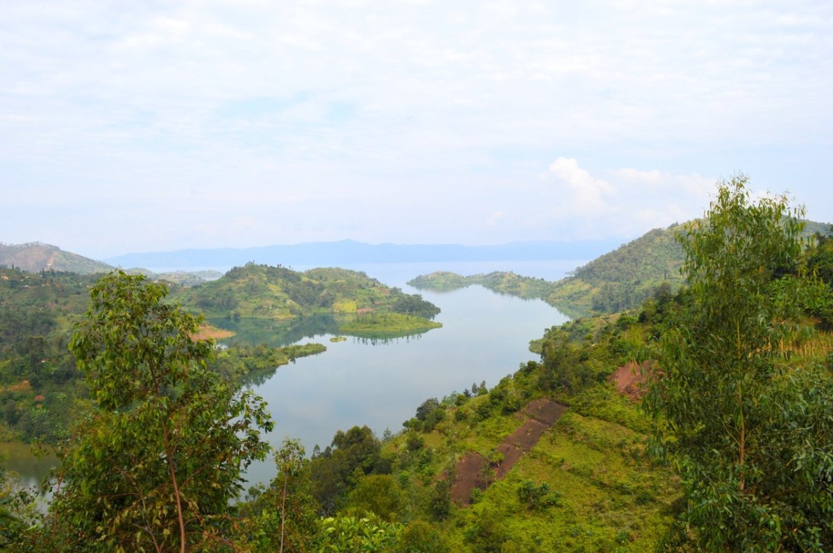 Ruanda, Gorilla-Trekking.jpg