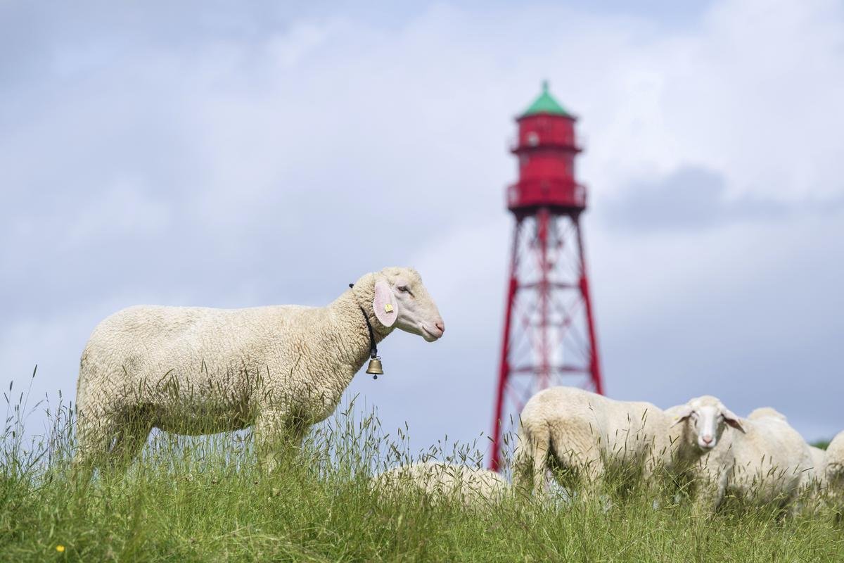 Schafe grasen vor dem Campener Leuchtturm an der Ostfriesischen Küste. Deutschlands höchster Leuchtturm in Campen in Ostfriesland ist nach fast einem Jahr Generalüberholung wieder für Besucherinnen und Besucher geöffnet.