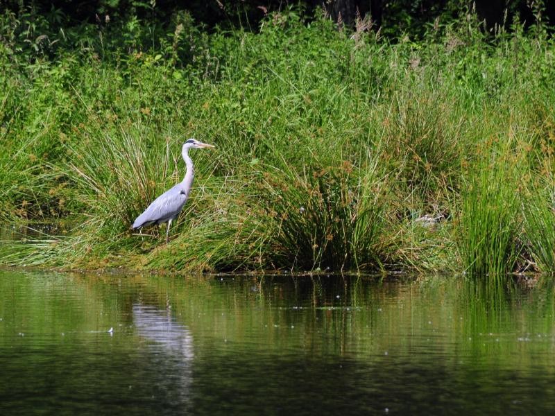 Tiere und Vögel sind immer wieder zu beobachten: Der Naturpark ist auch Heimat für Graureiher.