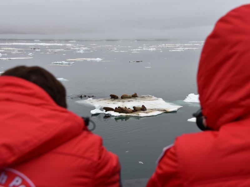 Walrösser haben es sich auf einer Eisscholle bequem gemacht - und die Touristen auf dem Schiff holen die Kameras hervor, trotz Kälte.