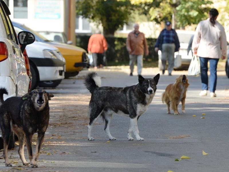 Tierfreunde müssen aufpassen: Streunende Hunde, hier in Rumänien, sind oft alles andere als harmlos.