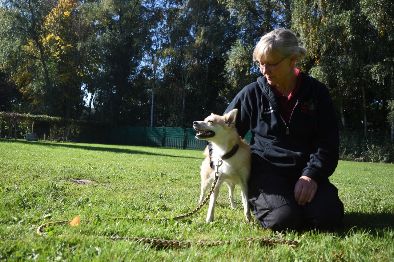 Kommt im Beisein von Hundepflegerin Sabine Srock (53) zur Ruhe: Shibalnu-Chihuahua-Mix Rona.