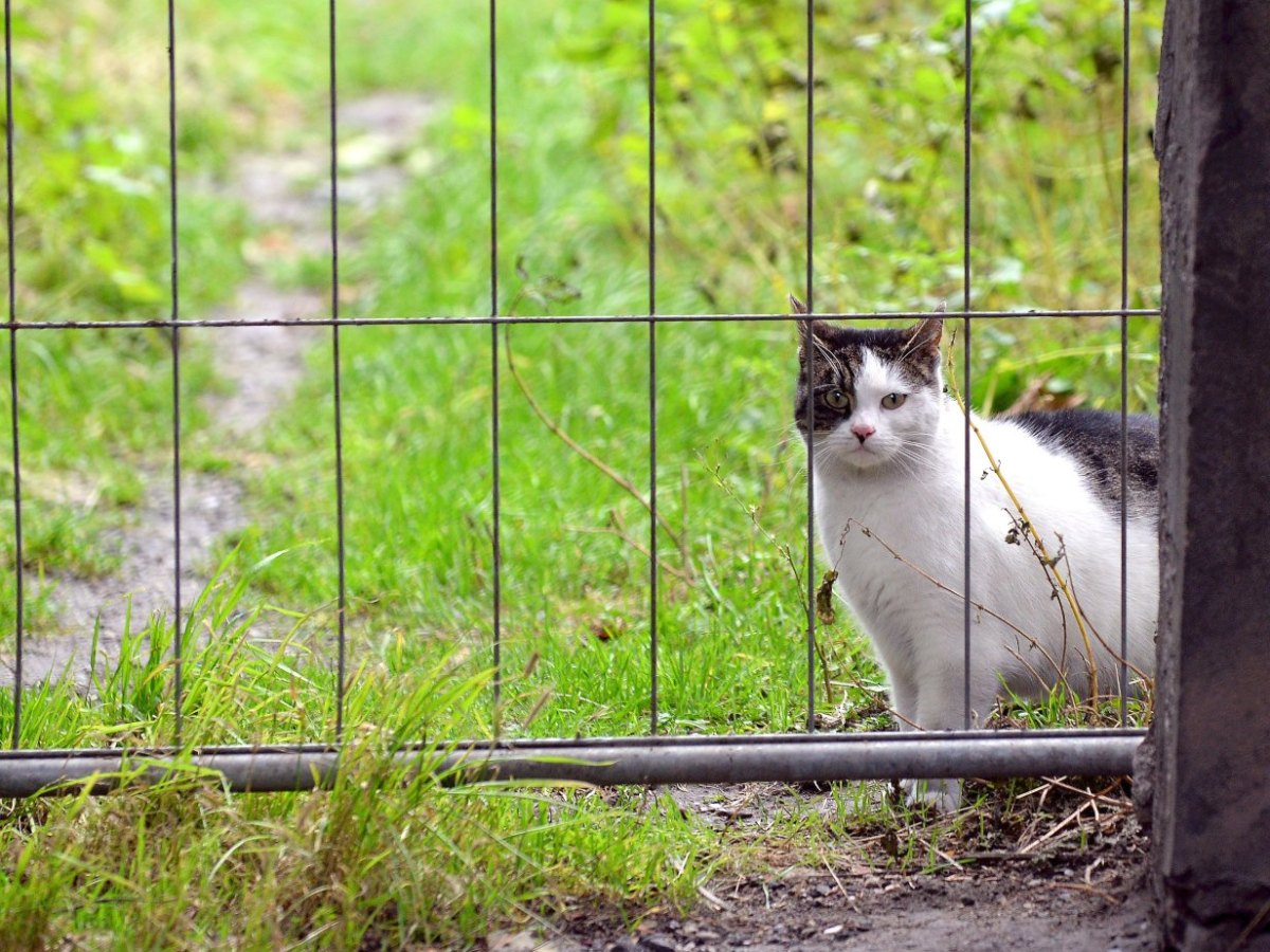 Tierschutzverein füttert wilde Katzen ,_1.jpg