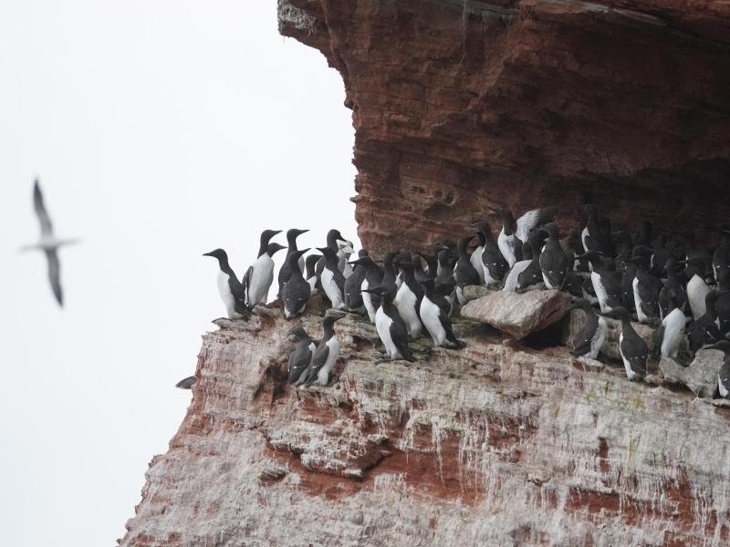 Trottellummen sitzen auf den Felsvorsprüngen am Lummenfelsen. Jedes Jahr Mitte Juni beginnt auf Helgoland ein unvergleichliches Spektakel.