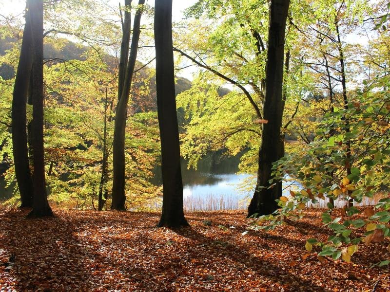 Wald und Wasser: Mehrere Seen, gibt es im Buchenwald Grumsin (im Bild der Buckowsee).