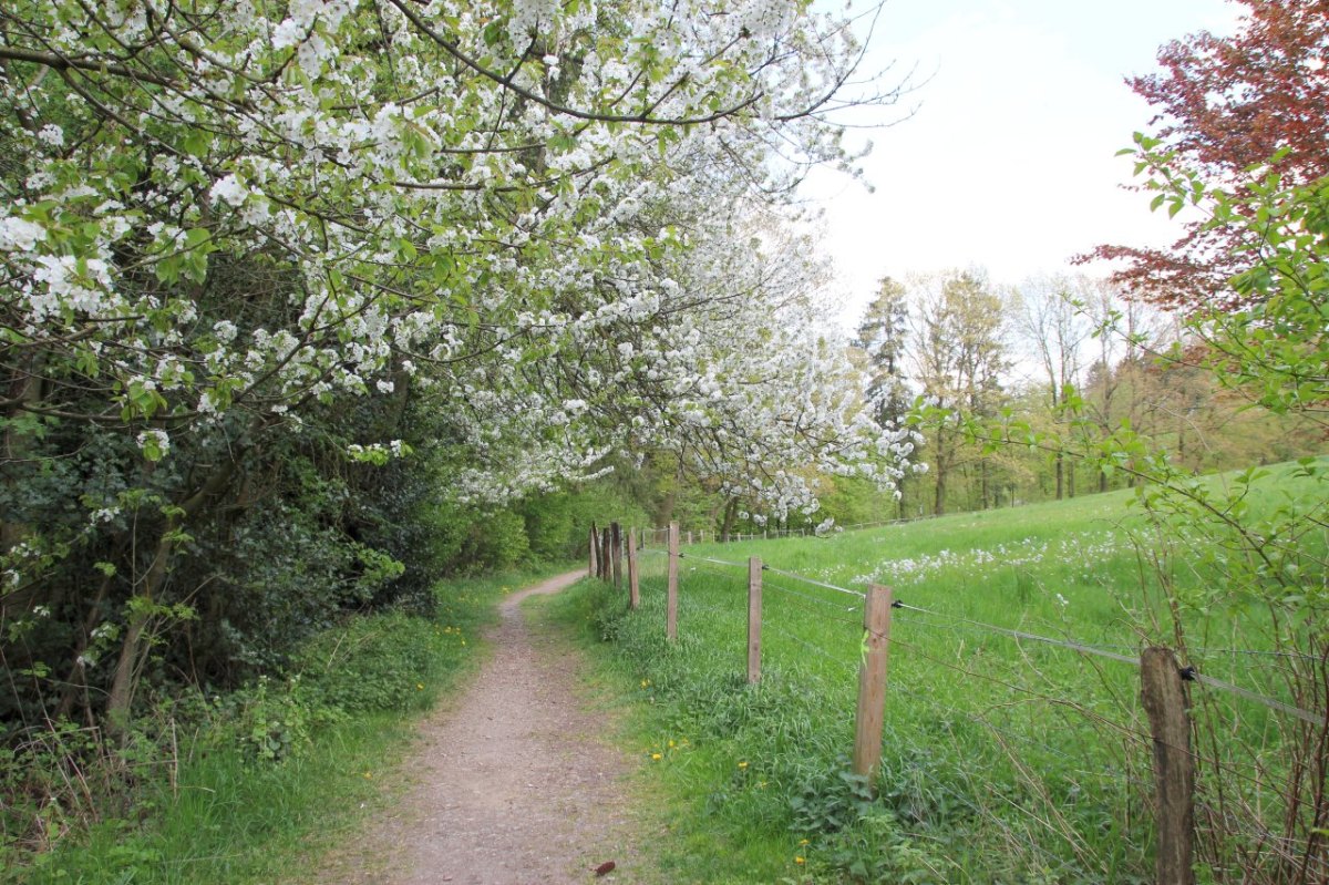 Wanderweg.jpg