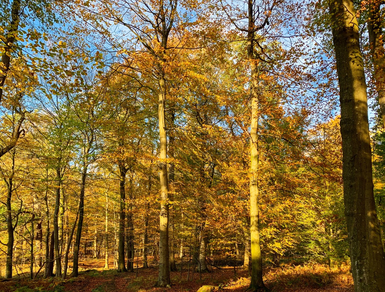 Wetter in NRW: Gibt es doch noch einen goldenen Oktober? (Symbolbild)