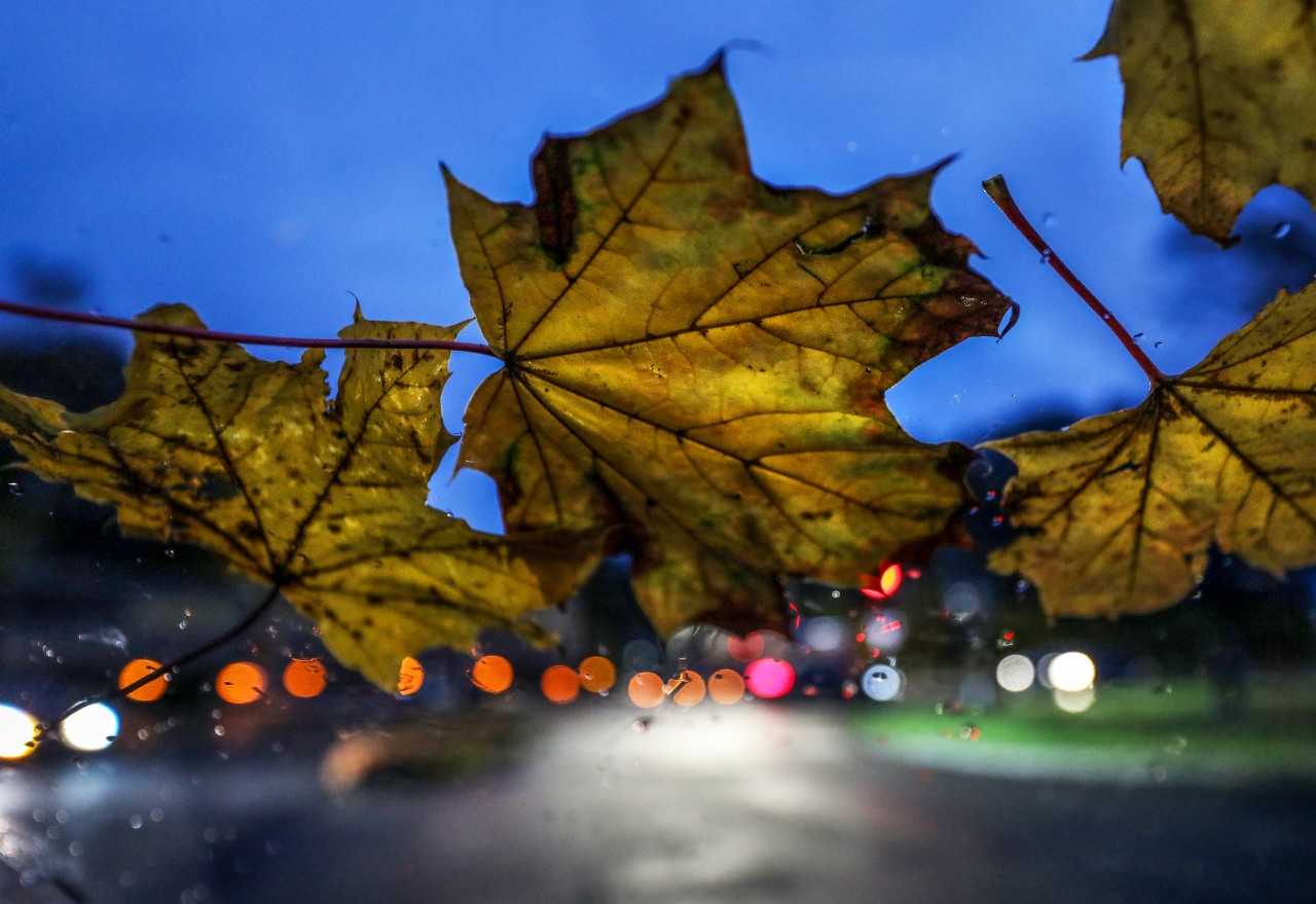 Der Herbst hinterlässt seine Spuren in NRW. (Symbolbild)