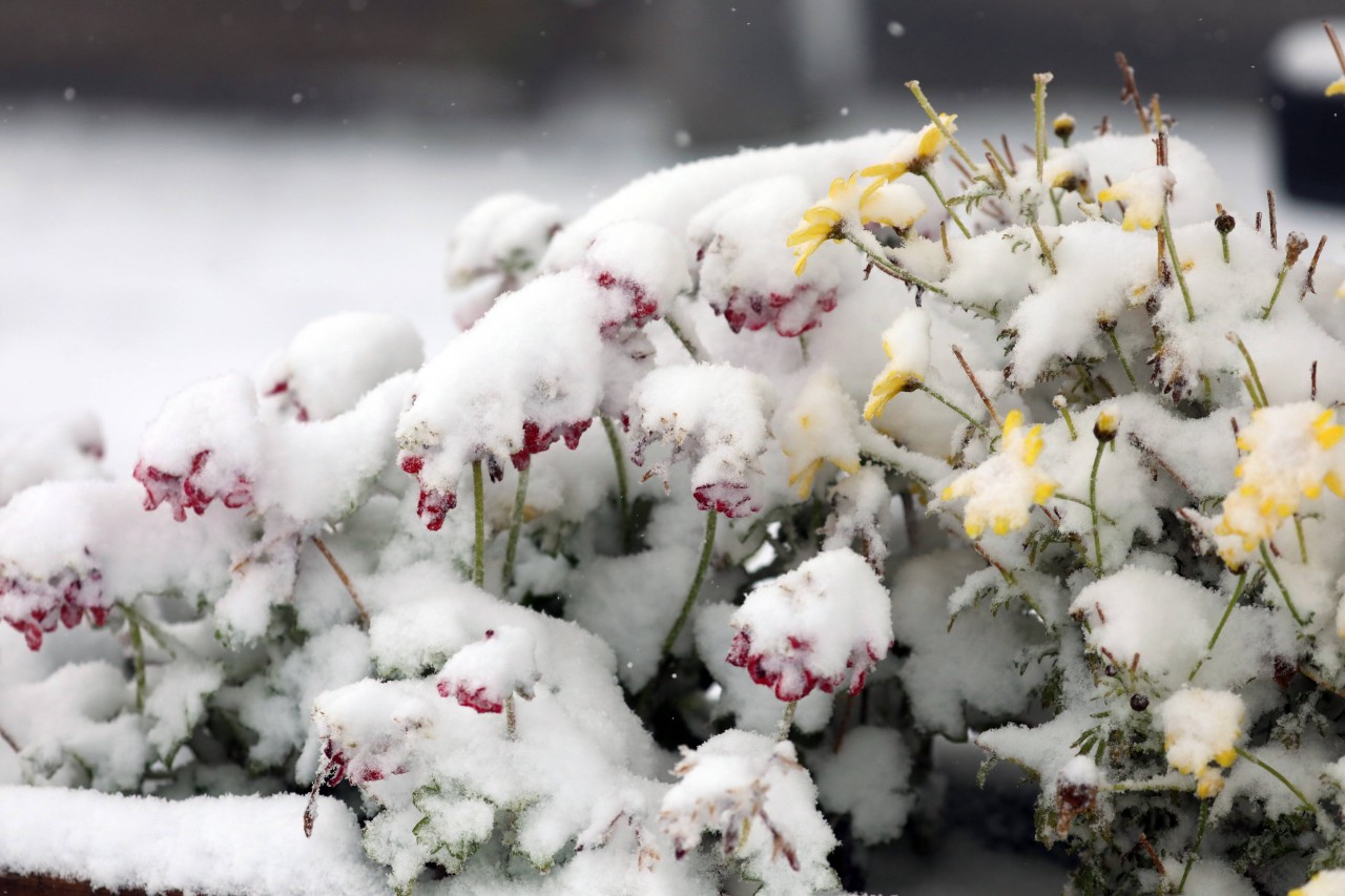 Wird das Wetter im Winter in NRW doch milder als gedacht?