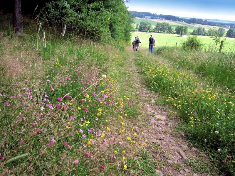 Wild und ursprünglich ist die Natur in der Vulkanregion Vogelsberg - perfekt für eine kleine Wandertour.