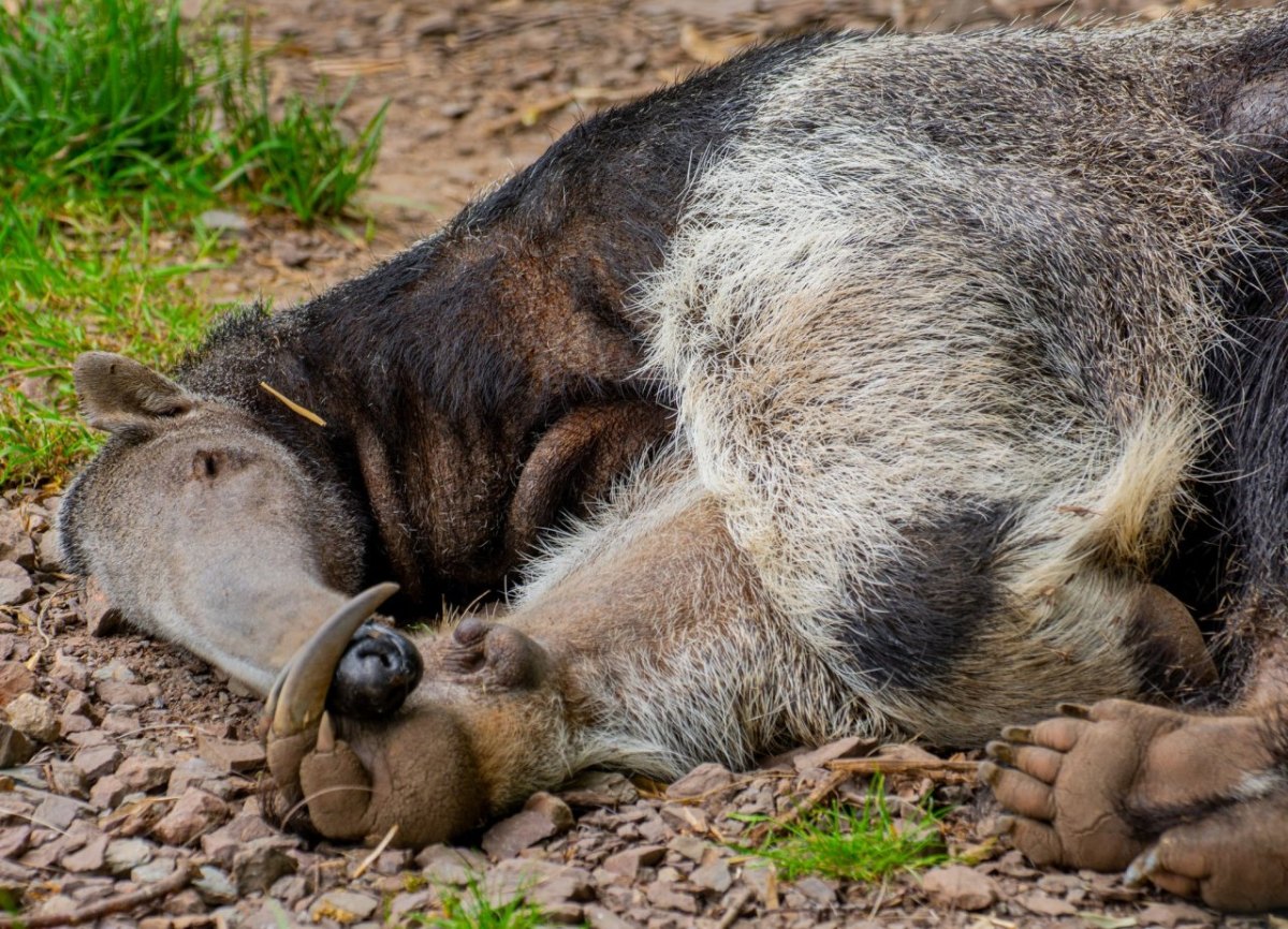 Zoo_Dortmund.jpg