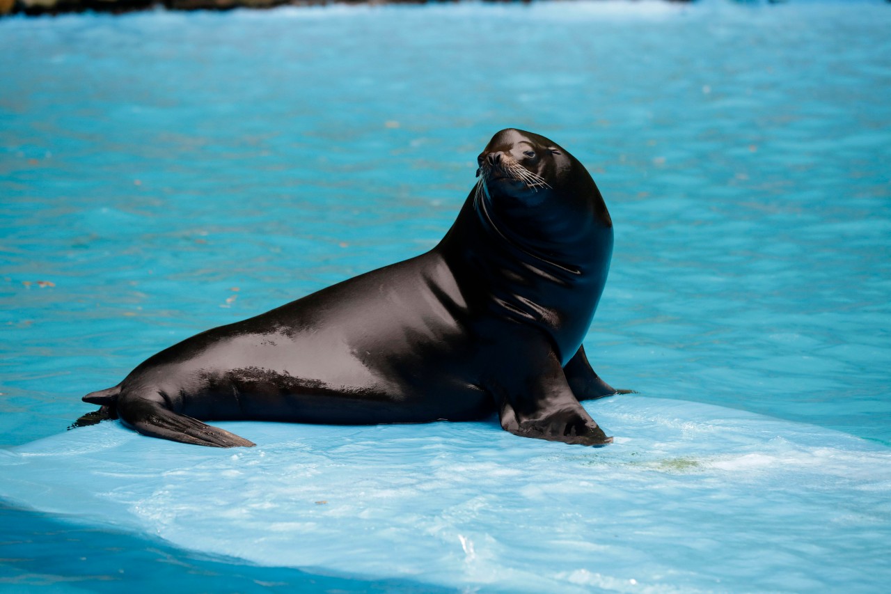 Freier Eintritt für Kinder und Jugendliche im Zoo Dortmund? Über Besuch würde sich dieser Seehund sicher freuen.