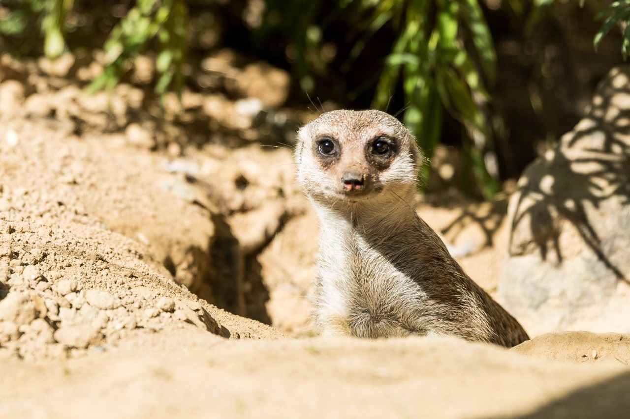 Zoo Dortmund mit wichtiger Nachricht an Besucher! Das solltest du vor deinem Besuch ab sofort wissen (Symbolbild). 