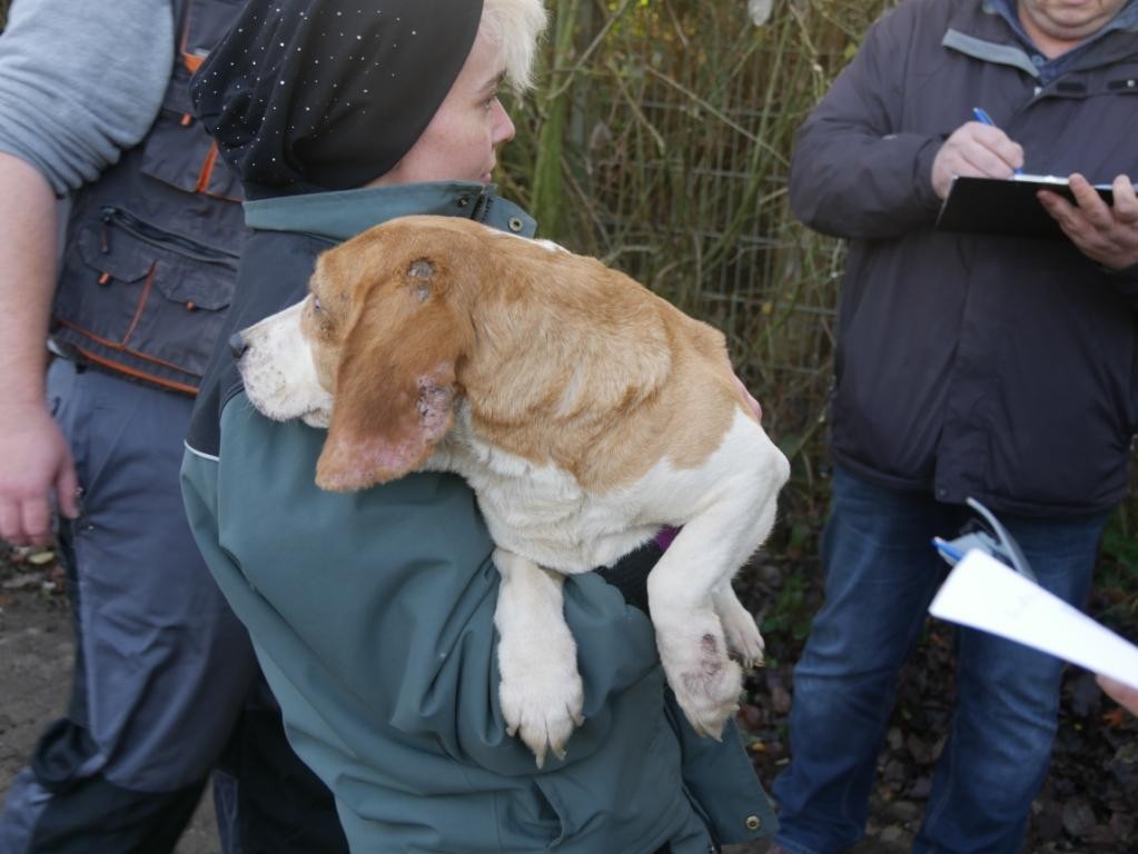 Im Tierheim Dortmund sind 15 neue Hunde aufgenommen worden.