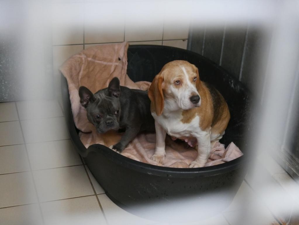 Im Tierheim Dortmund sind 15 neue Hunde aufgenommen worden.