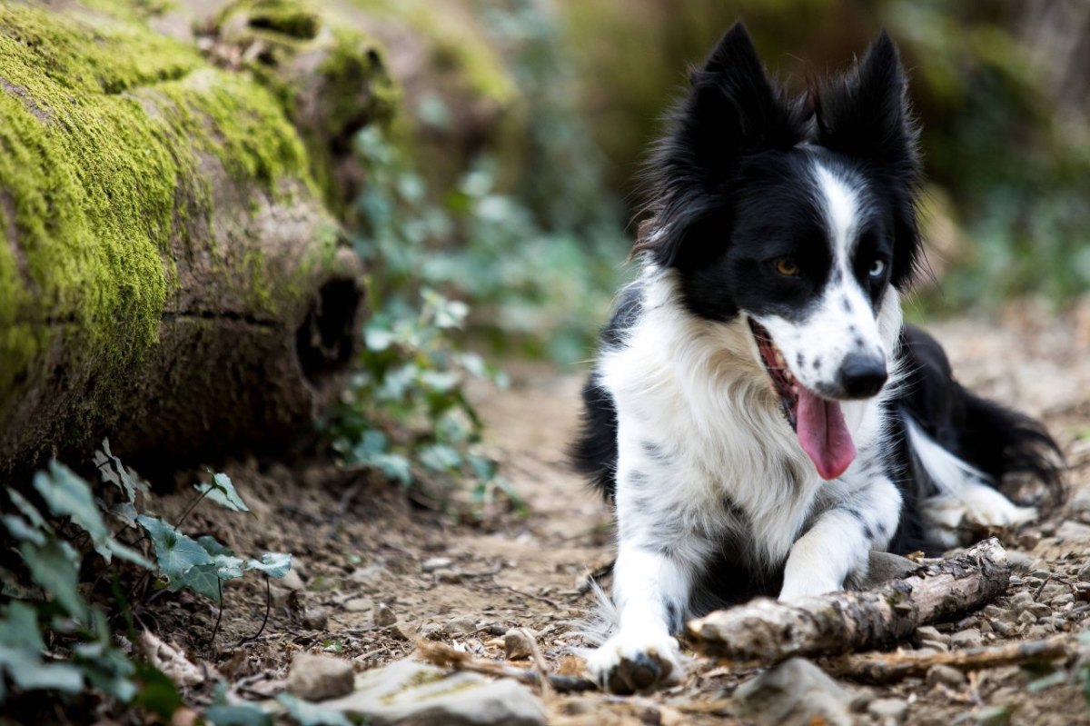 border collie hund in nrw.jpg