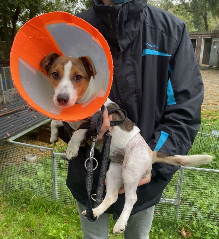 Hündin Daisy hat eine teure Operation hinter sich. Jetzt braucht das Tierheim Bergheim deine Hilfe!