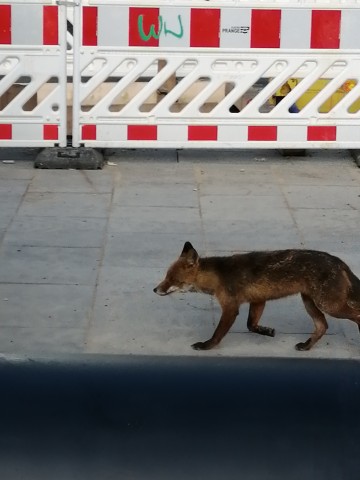 Dem Mann kam auf dem Westenhellweg ein Fuchs entgegen. 