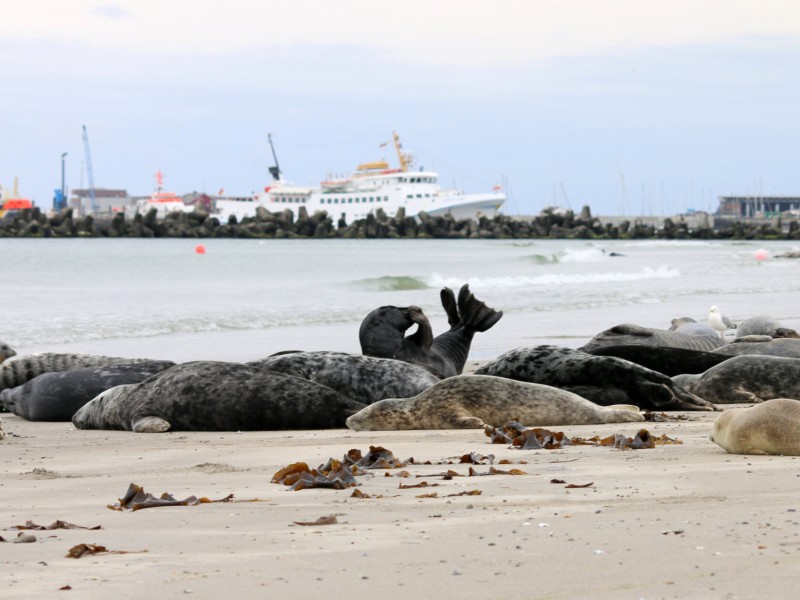 Der Außenposten der Zivilisation: Zu Besuch auf Helgoland