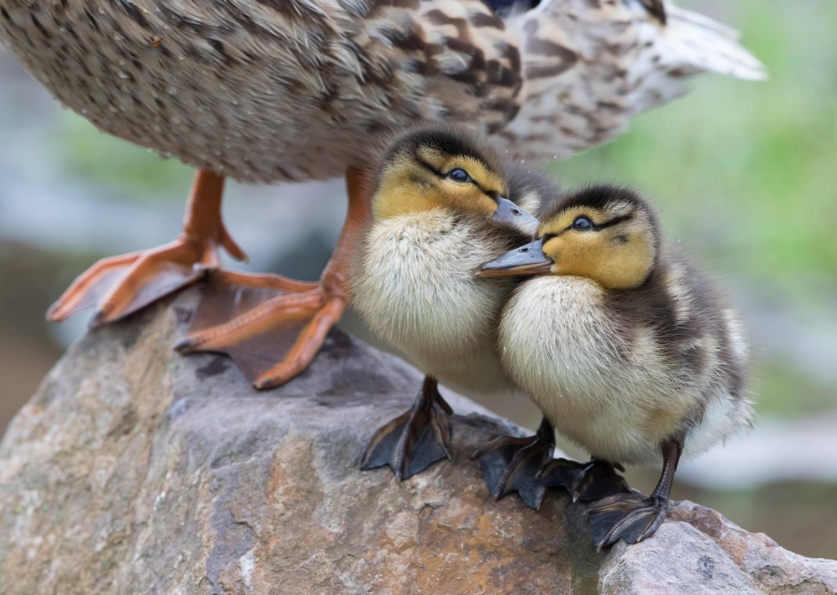 enten essen