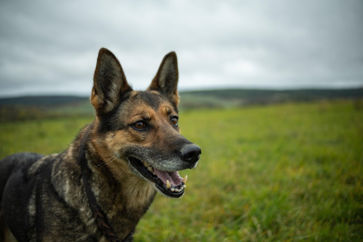 hund in nrw.jpg