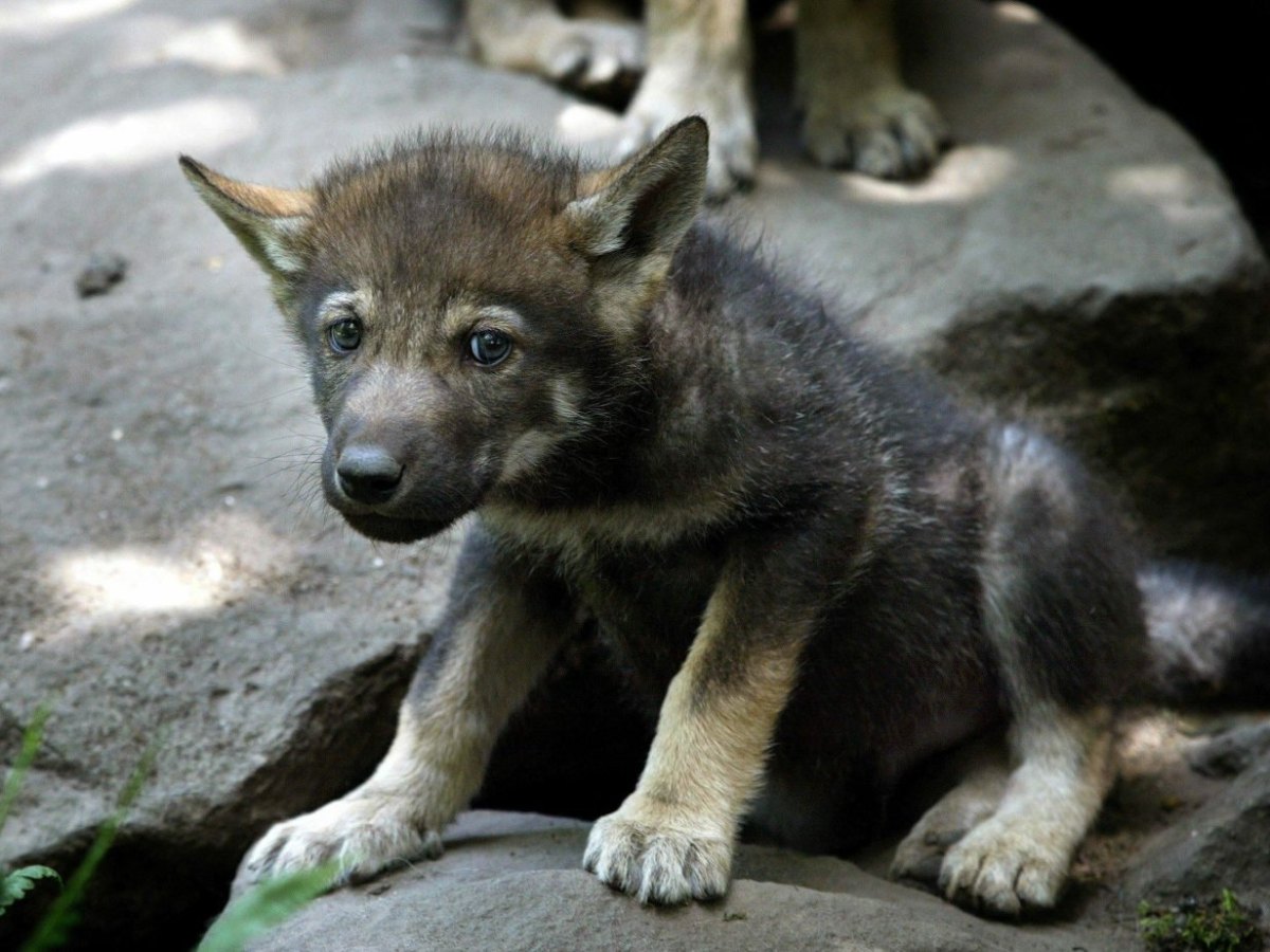 hund in nrw zoo.jpg