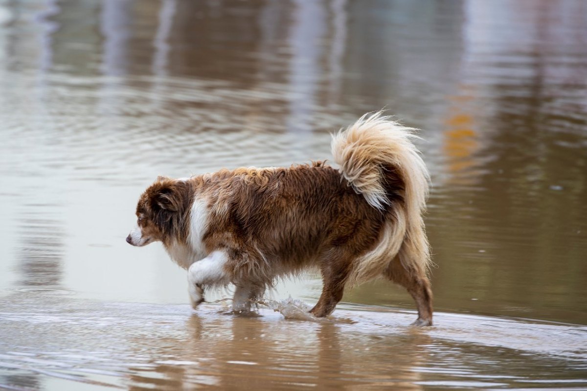 hund nrw.jpg