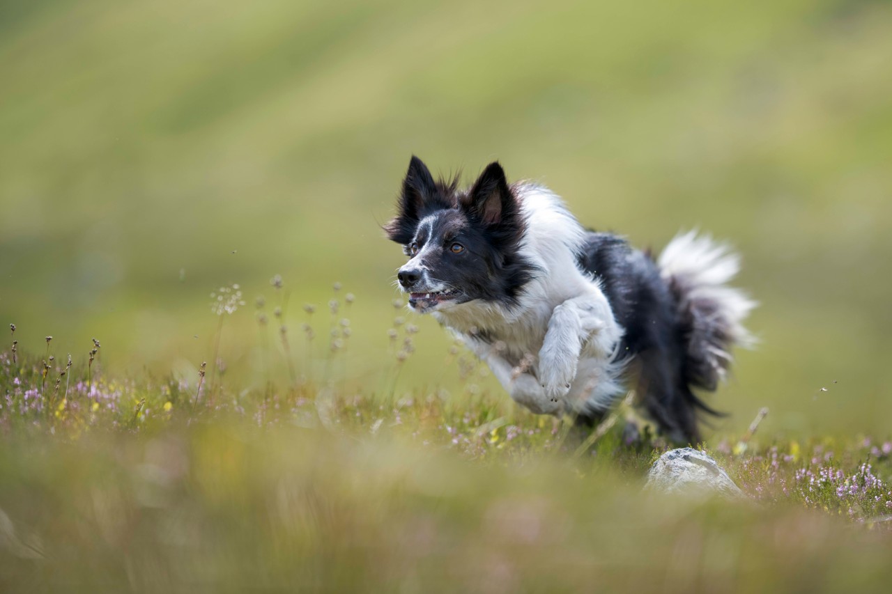 Auf eine Joggerin rennen plötzlich zwei Hunde zu und greifen sie an. (Symbolbild)