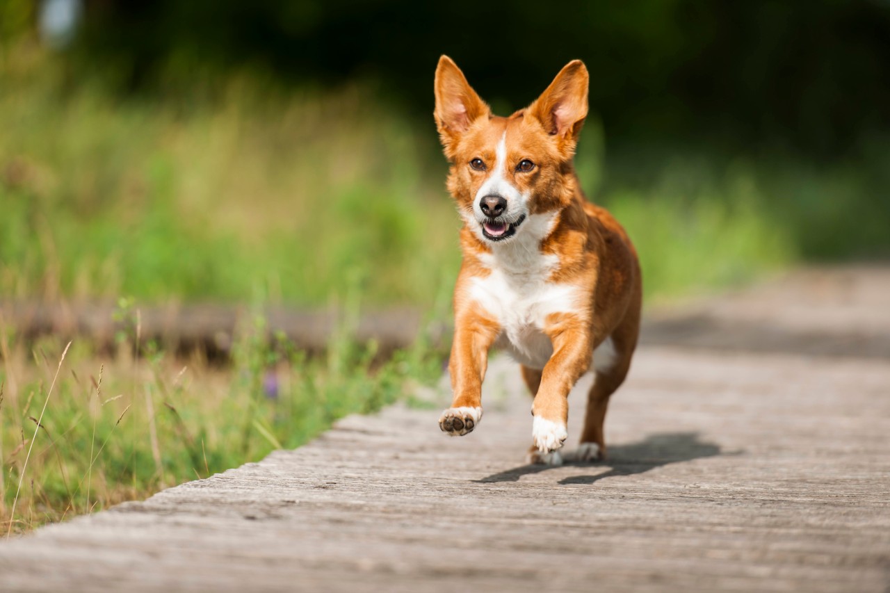 Mysteriöser Hunde-Mix gibt Tierheim Rätsel auf. (Symbolbild)