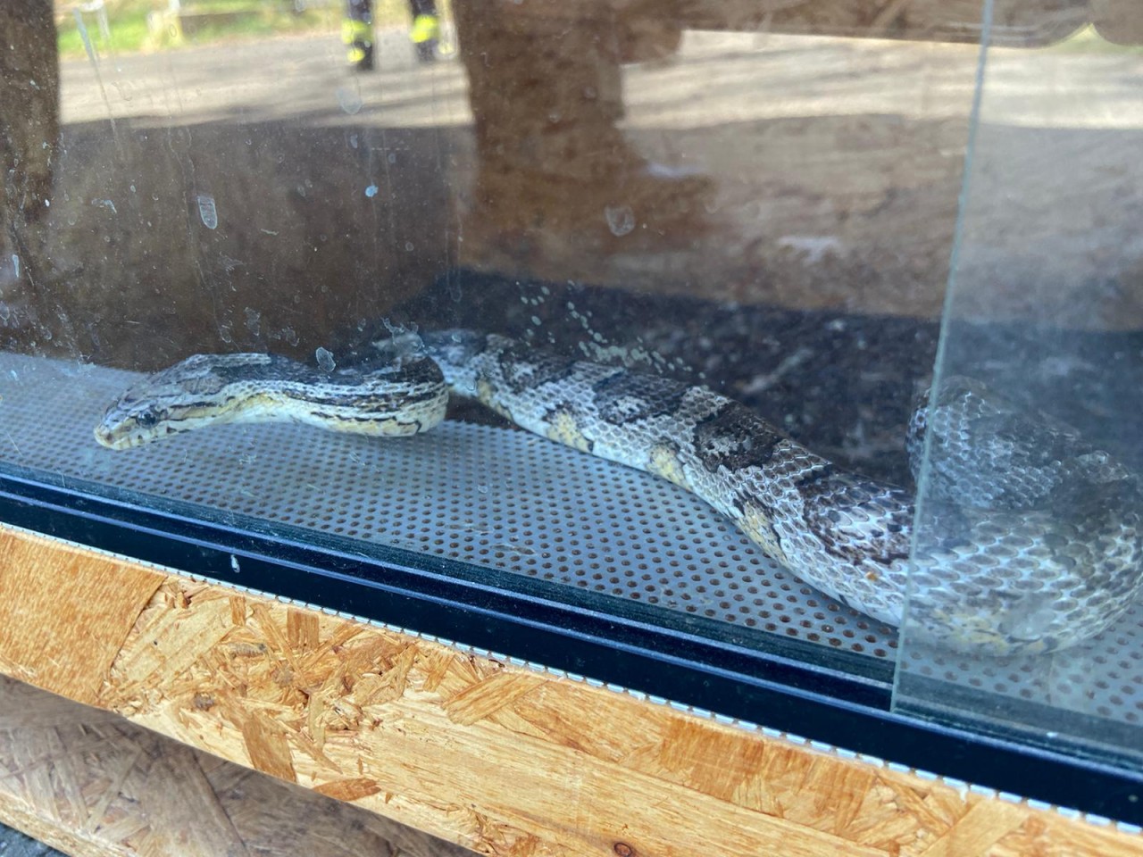 NRW: Eine Schlange in dem aufgefundenen Terrarium.