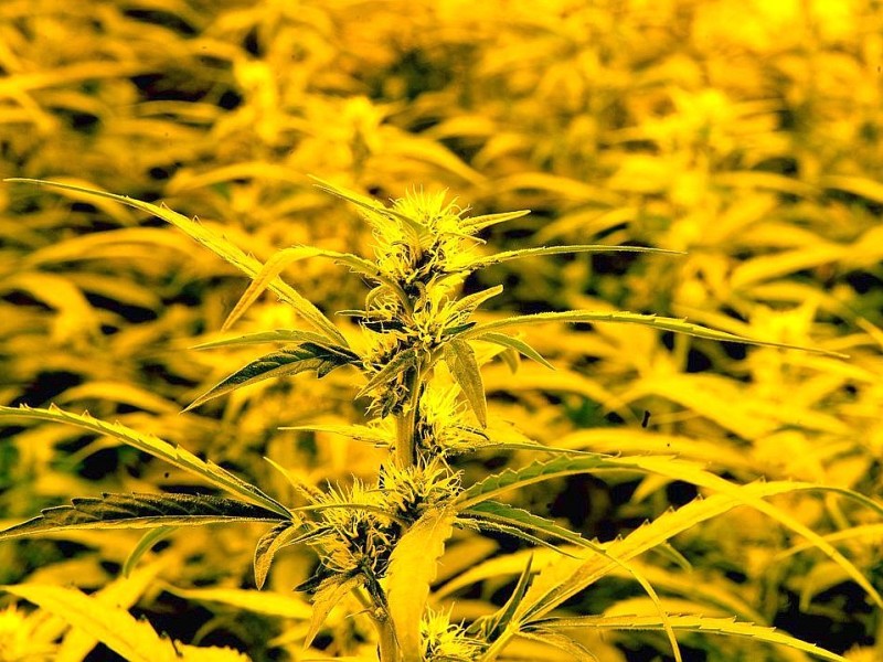 Ein 37-jähriger Oberhausener soll auf zwei Plantagen in Herne und Kamp-Lintfort in großem Stil Cannabis angebaut haben. In einer Kampschule in Kamp-Lintfort entdeckten die Ermittler am Freitagabend Marihuana im Wert von etwa 200.000 Euro. Foto: Gerd Wallhorn / WAZ FotoPool