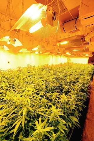 Ein 37-jähriger Oberhausener soll auf zwei Plantagen in Herne und Kamp-Lintfort in großem Stil Cannabis angebaut haben. In einer Kampschule in Kamp-Lintfort entdeckten die Ermittler am Freitagabend Marihuana im Wert von etwa 200.000 Euro. Foto: Gerd Wallhorn / WAZ FotoPool