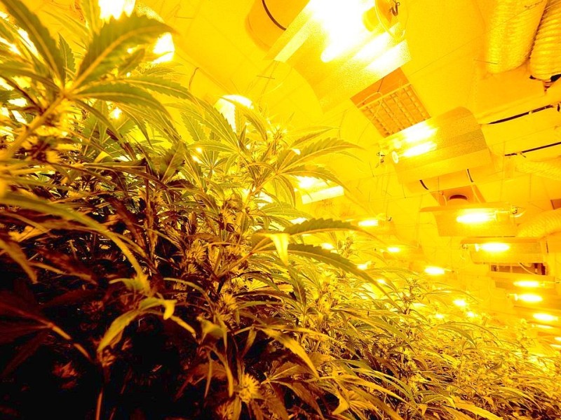 Ein 37-jähriger Oberhausener soll auf zwei Plantagen in Herne und Kamp-Lintfort in großem Stil Cannabis angebaut haben. In einer Kampschule in Kamp-Lintfort entdeckten die Ermittler am Freitagabend Marihuana im Wert von etwa 200.000 Euro. Foto: Gerd Wallhorn / WAZ FotoPool