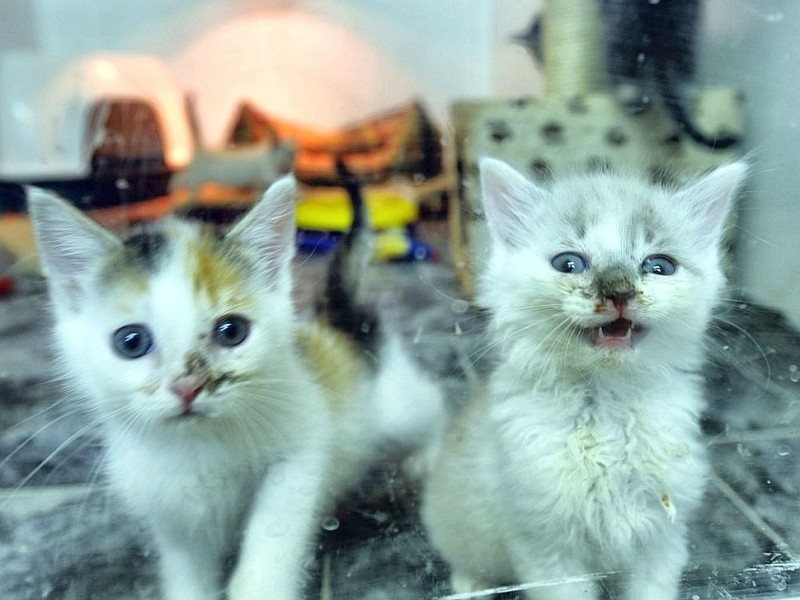 Der Verein "Tiere in Not" ruft einen Katzennotstand aus und weist auf die unkontrollierte Vermehrung wildlebender Hauskatzen hin. In den Vereinsräumen hält der Verein viele Jungtiere, am Donnerstag, den 21. June 2012 in Bochum.   Foto: Ingo Otto / WAZ FotoPool