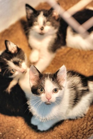 Der Verein "Tiere in Not" ruft einen Katzennotstand aus und weist auf die unkontrollierte Vermehrung wildlebender Hauskatzen hin. In den Vereinsräumen hält der Verein viele Jungtiere, am Donnerstag, den 21. June 2012 in Bochum.   Foto: Ingo Otto / WAZ FotoPool