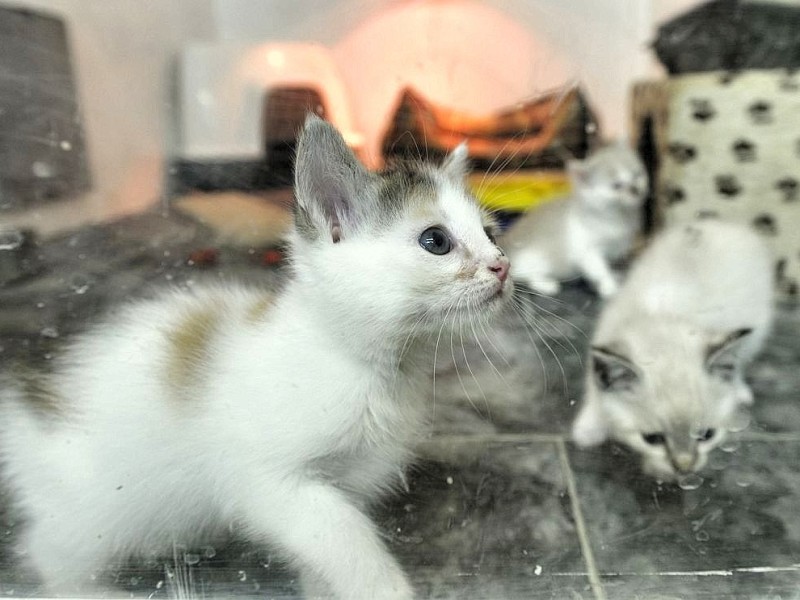 Der Verein "Tiere in Not" ruft einen Katzennotstand aus und weist auf die unkontrollierte Vermehrung wildlebender Hauskatzen hin. In den Vereinsräumen hält der Verein viele Jungtiere, am Donnerstag, den 21. June 2012 in Bochum.   Foto: Ingo Otto / WAZ FotoPool