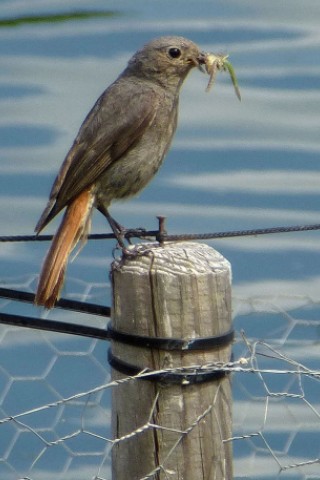 HausrotschwanzFoto: Franz Luthe Am Phoenixsee haben sich schon viele Tiere angesiedelt. Das Foto vom 5. Juli 2012 zeigt ein Hausrotschwanzweibchen mit Futter für ihren Nachwuchs.